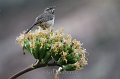 Cactus Wren 2011_07_15_1537